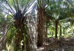PTPN III Kebun Sei Baruhur Diduga Langgar SOP Perawatan.