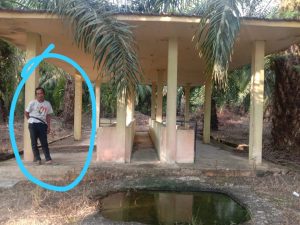 Bangunan Kandang Sapi di Desa Maredan Barat,  Tualang  Siak  Riau Mangkrak.