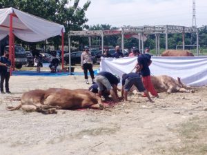 Polda Sumatera Utara berkurban 43 ekor sapi, 20 ekor di Sembeli di Polda Sumut, 23 ekor di salurkan ke Panti Asuhan, Pesanteren dan Pengajian