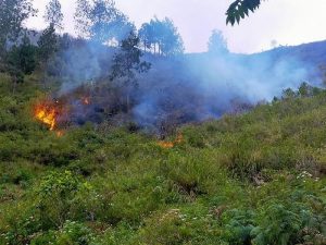 Masyarakat Pelestari Lingkungan (MAPEL) Desak Kepolisian Selidiki kebakaran yang terjadi di sekitar Danau Toba