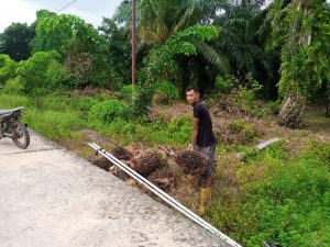 PASARAN SAWIT BERVARIASI , PETANI RUPAT BENGKALIS MENJERIT,ALAMI HARGA ANJLOG PARAH Rp 700 RUPIAH/kg, BERHARAP PEMKAB BENGKALIS LAKUKAN SIDAK