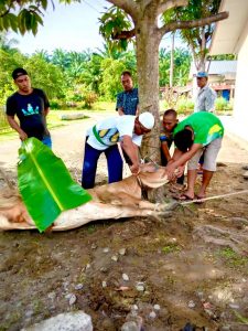 Menyambut Idul Adha 1443 H, Kebun Ambalutu PTPN III (Persero) lakukan Penyembelihan Hewan Kurban.