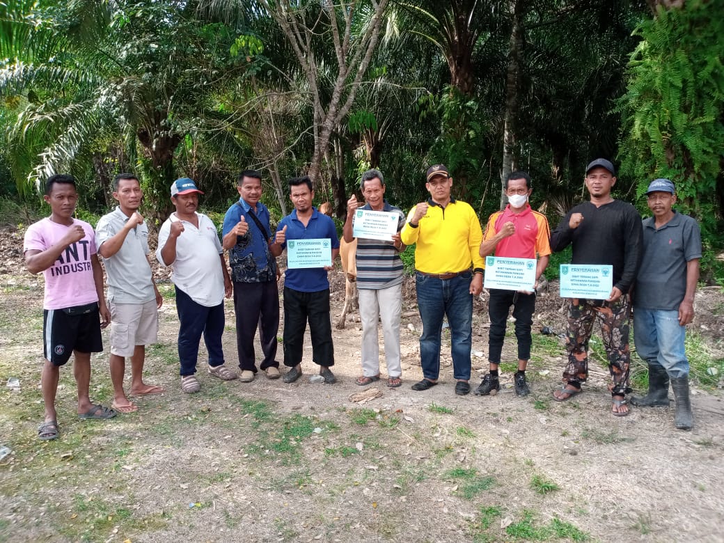 Manfaatkan Dana Desa,Pemdes Pangkalan Pinang Kec.Rupat Serah Terima 16 Ekor Bantuan Bibit Sapi Pada 3 Kelompok Peternak    