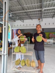 Musim Durian Tiba, Beberapa Desa di Pulau Rupat Bengkalis Sudah Dipadati Pesanan Durian