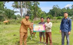 Pemdes Makeruh Kec. Rupat Bengkalis Salurkan Bibit Sapi Kepada Kelompoktani Peternak