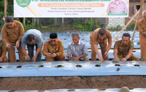 Tanam Cabai 10 Ha Menjadi Salah Satu Langkah Konkrit Pj. Walikota Letnan Kendalikan Inflasi Daerah