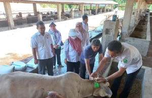 166 Hewan Qurban Di Padangsidimpuan Hari Ini Diperiksa Kesehatannya